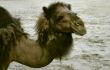 part of camel