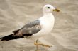 Seagull on the sand