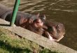 hippos in zoo