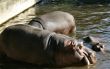 hippos in zoo