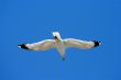Flying seagull