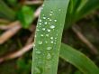 close-up of morning dew