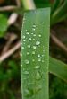 morning dew