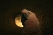 parrot looking down on you