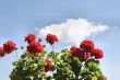 red flowers against the sky