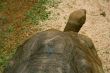 Tropical tortoise