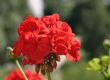 red inflorescence