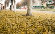 foliage on city asphalt