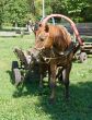 brown horse