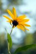 flower in sunset