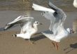 seagulls  on the beach