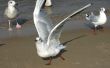 seagulls  on the beach