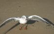 seagull on the beach