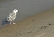 seagull on the beach