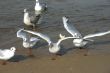 seagulls  on the beach