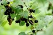 Black currant