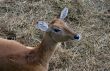 young waterbuck