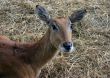 young waterbuck