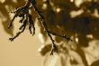 Dried branch