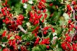 Beads of red currant