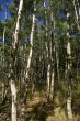 White birch grouping in New England forest