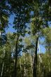 White birch grouping in New England forest