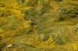 Abstract - yellow & brown kelp