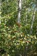 Autumn, red berries and  white birch forest