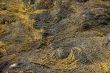 Abstract - yellow & brown kelp