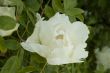 Peony