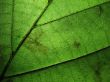 DETAILED LEAF