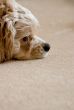 Relaxing dog