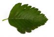 green leaf