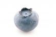 Solitary Blueberry