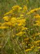 Goldenrod