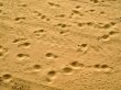 bird and human sandy footprints