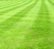 Sports lawn