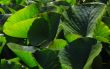large lily leaves