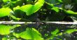 Lily pads and reflection