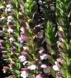 Flowering plant