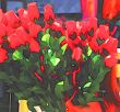 abstract roses