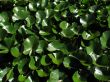 lily leaves