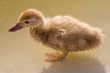 duckling