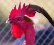 cock