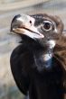 Black vulture