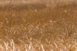 dry grass