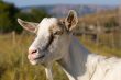 goat