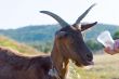 feeding of a goat