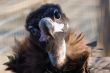 Black vulture