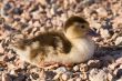 duckling